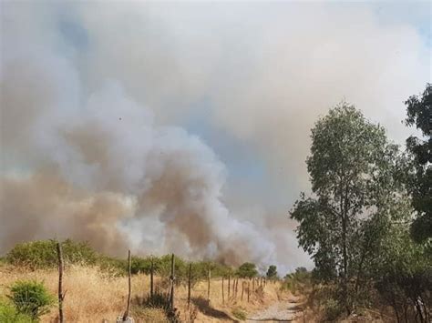 Maule Combaten Incendio Forestal Que Afecta Hect Reas De Bosque