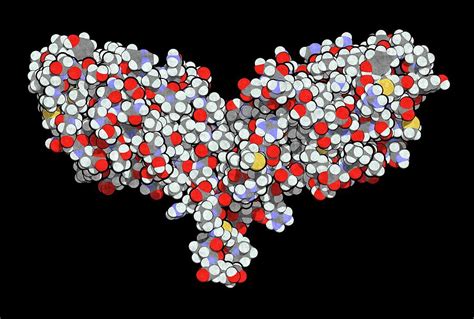 Immune Checkpoint Protein Molecule By Molekuul Science Photo Library