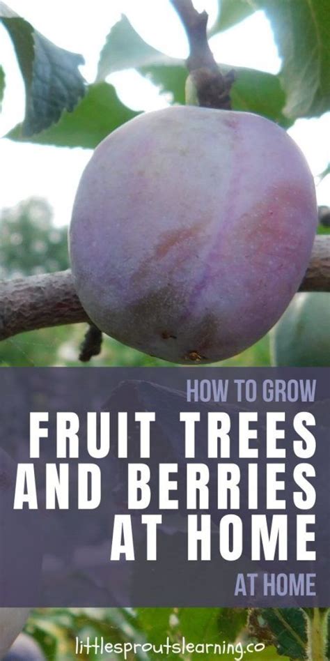 How To Grow Fruit Trees And Berries At Home Growing Melons Growing Blackberries Growing