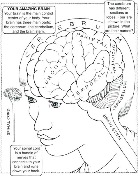 Human Anatomy Coloring Pages Printable At Getcolorings Free