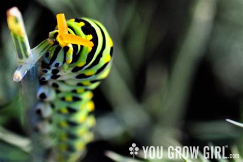 Black Swallowtail Caterpillar Osmeterium - You Grow Girl