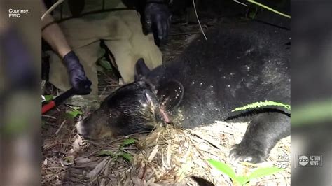 Florida Black Bear Gets Head Stuck In Plastic Container For Nearly A Month