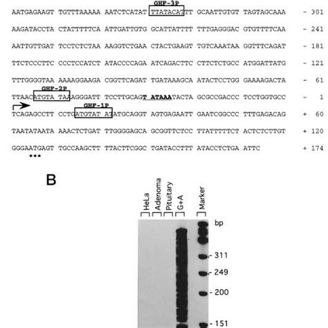 Structure Of The Human Pit1ghf1 Promoter A Nucleotide Sequence Of Download Scientific