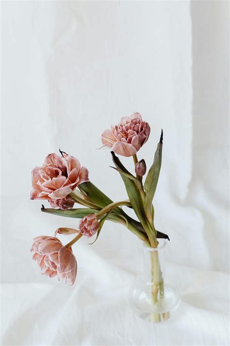 Black Rose on White Paper · Free Stock Photo