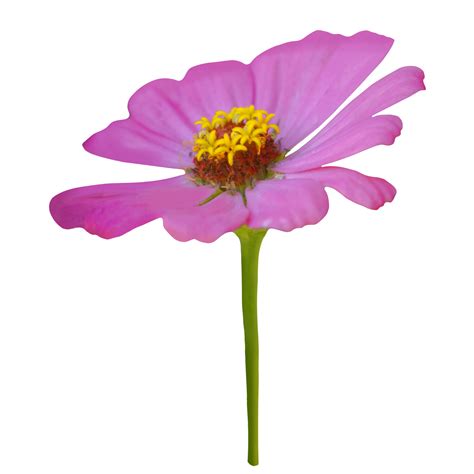 cut flowers zinnia 4