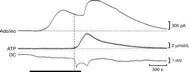 ATP And Adenosine Release Display Different Sensitivities To Blockade