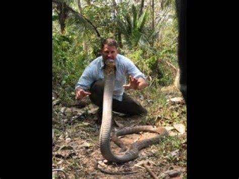 Snake Eating Another Snake, King Cobra Snake Eating High Resolution ...