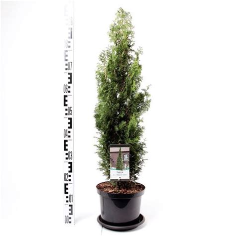 Thuja occidentalis 'Degroot's Spire' — Plant Wholesale FlorAccess