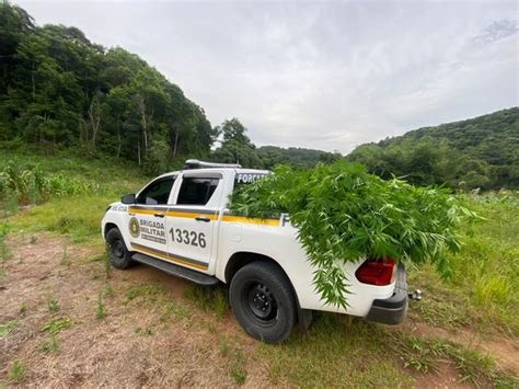 Brigada Militar Apreende Mais De P S De Maconha E Apreende Mais