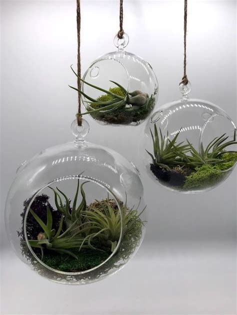 Air Plant Glass Globe Bulb Hanging Planter Pot Tillandsia Succulents W Preserved Moss Small Med