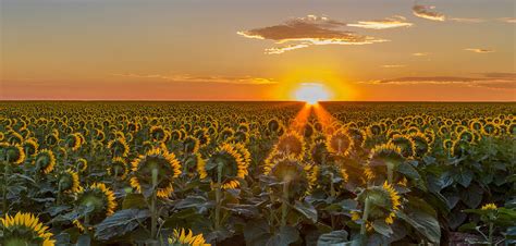 Sunrise Sunflowers Photograph by Vicki Stansbury