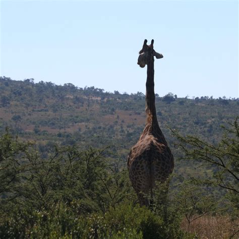 Day Tanzania Midrange Tour Manyara Serengeti Ngorongor Visit Africa