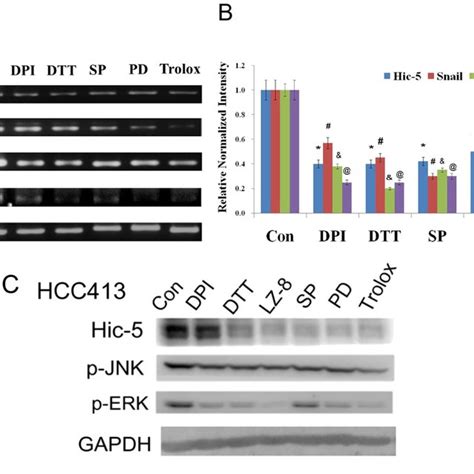 Inhibitors Of ROS JNK Pathway Prevented Hic 5 Expression HCC413 Cells