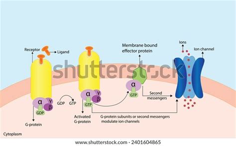 G Protein Coupled Receptor Structure G Stock Vector (Royalty Free ...