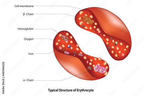 Red Blood Cell Structure Labeled Diagram Of Erythrocyte Stock Vector