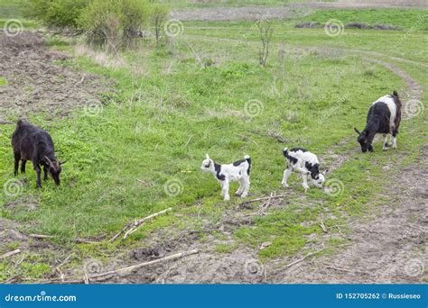 Domestic goats stock photo. Image of farming, natural - 152705262