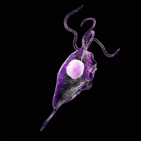 Trichomonas Vaginalis Protozoan Isolated Black Background Colored Imaging Flow Cytometry — Stock