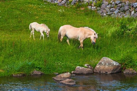 What is a Fjord Horse: Comprehensive Guide to Norway's Native Breed ...