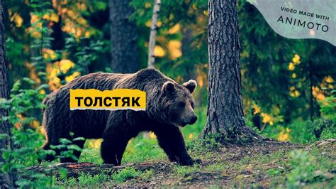 загадочные звери - YouTube