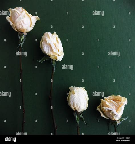 Dried White Roses In A Row Stock Photo Alamy