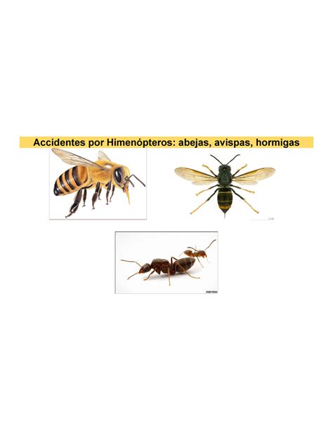 Accidentes Por Himenópteros Abejas Avispas Hormigas Resumen