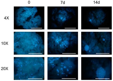 Gels Free Full Text Characterization Of A Bioink Combining