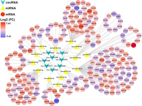 A CircRNA MiRNA MRNA Regulatory Network The Network Consists Of Eight