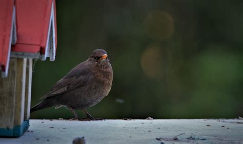 Merle Oiseau Lieu D Alimentation Photo Gratuite Sur Pixabay Pixabay