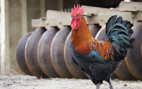 Black Copper Marans chicken, Fowl Feature #4 - Sunbird Farms