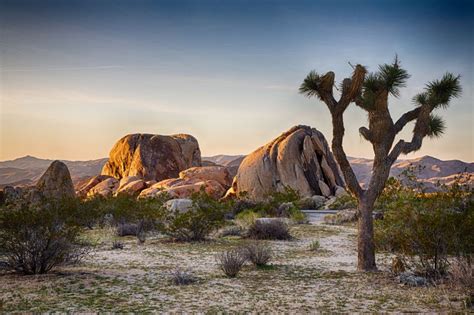 Joshua Tree Nationalpark Highlights Tipps