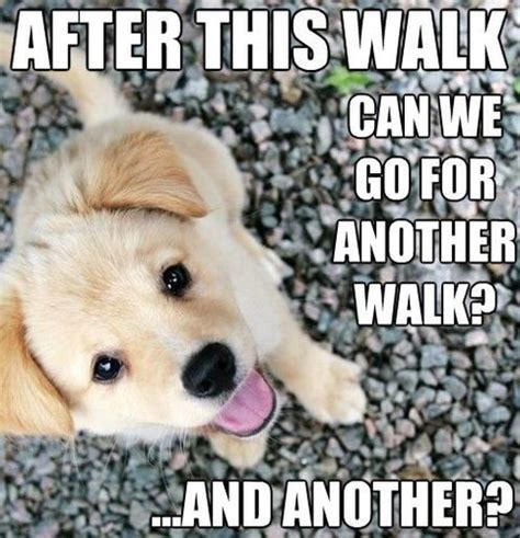 cute puppy memes - Dogs Photo (41565839) - Fanpop