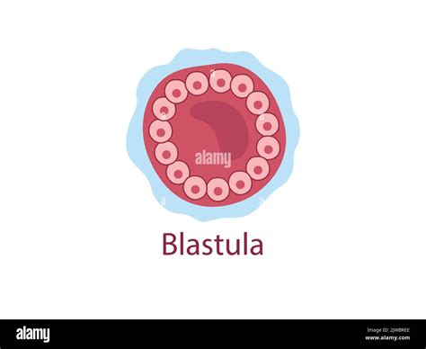 Blastula The Cells Surrounding A Cavity Blastocoele The Stage Of