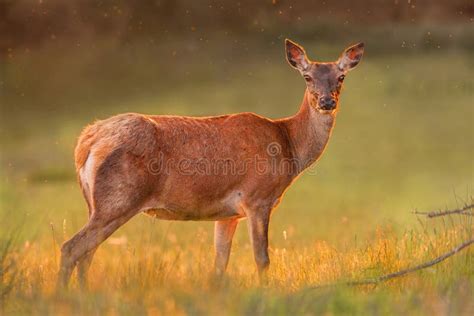 Red Deer Doe in Bracken stock photo. Image of female - 170125736