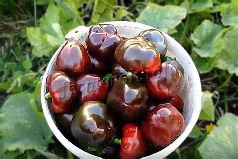Перец Ратунда: описание сорта, выращивание, отзывы, фото
