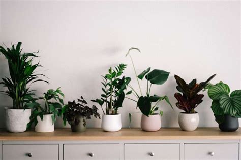 10 Best Indoor Plants for Air Purification – High Rise Horticulture