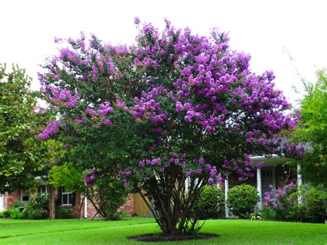 The Top 10 Flowering Trees For Spring And Summer Blooms In Arizona