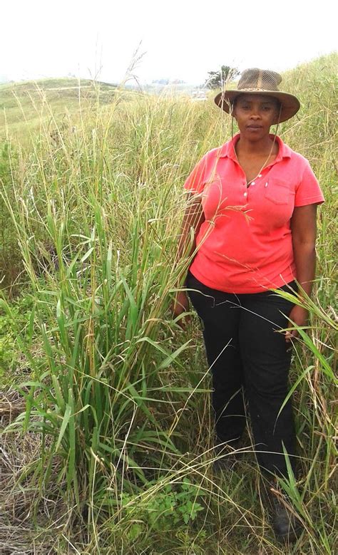 Environmental Rehabilitation And Indigenous Landscape Design Vasey Grass Paspalum Urvillei