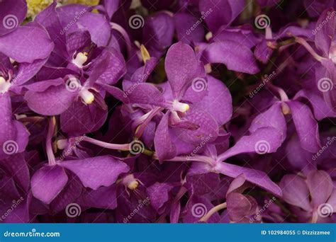 Purple Vanda Orchids Bouquet Stock Image - Image of vanda, bouquet ...