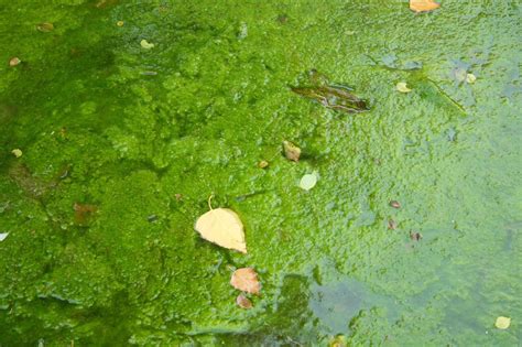 Pond Scum Uses In The Garden - Composting Algae From Ponds | Gardening ...