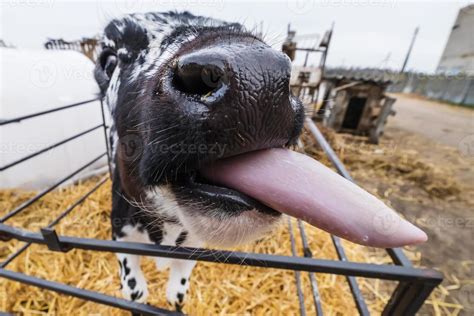 Cow Tongue Stock Photos, Images and Backgrounds for Free Download