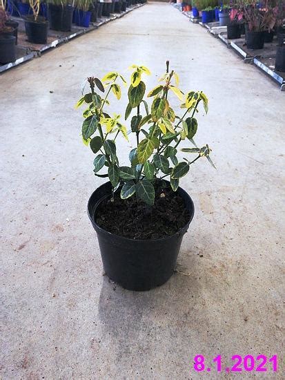 Br Len Fortuneov Euonymus Fort Emerald N Gold Z Hradkovo Eu