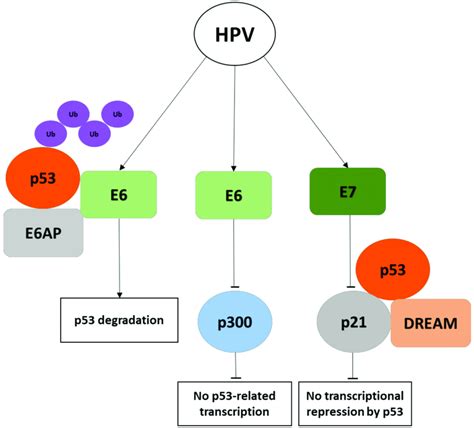 Schematic Diagram Of Human Papillomavirus Hpv E And E Oncoproteins