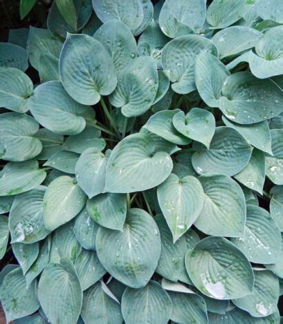 Купить Хоста с доставкой от «Август-Грин» Питомник растений