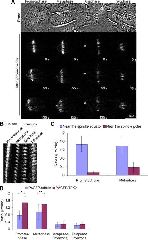 Movement Of Pa Gfp Tpx2 In The Mitotic Spindle A Photoactivation Of