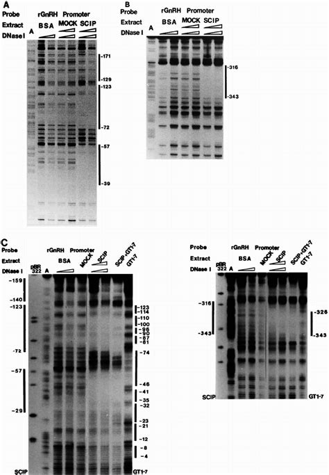 DNase I Footprint Of The Proximal RGnRH Promoter With Recombinant