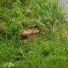 Hedgehog Nest Box | NHBS Practical Conservation Equipment