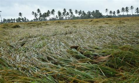 Andhra Pradesh Heavy Rains Effect 16 Districts Crops In 20000