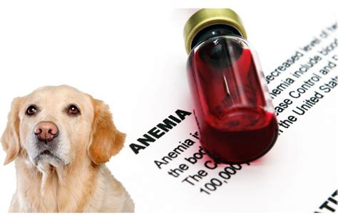 Anemia Em Cachorro Pet Total Neem