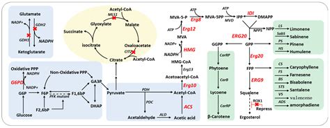 Fermentation Free Full Text Recent Advances In Multiple Strategies