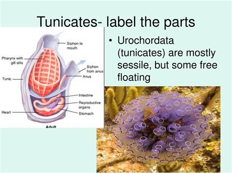 Ppt Phylum Chordata Powerpoint Presentation Free Download Id3276651